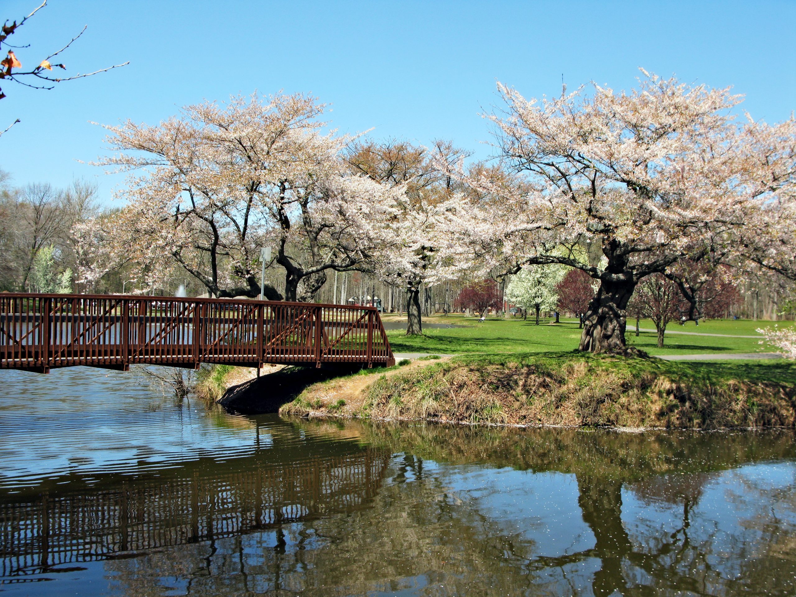 Wooden bridge with cherry blossom trees. New Jersey.